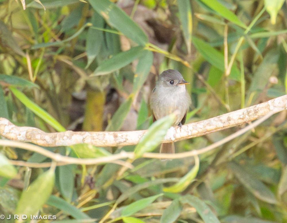 Southern Tropical Pewee - ML641723676