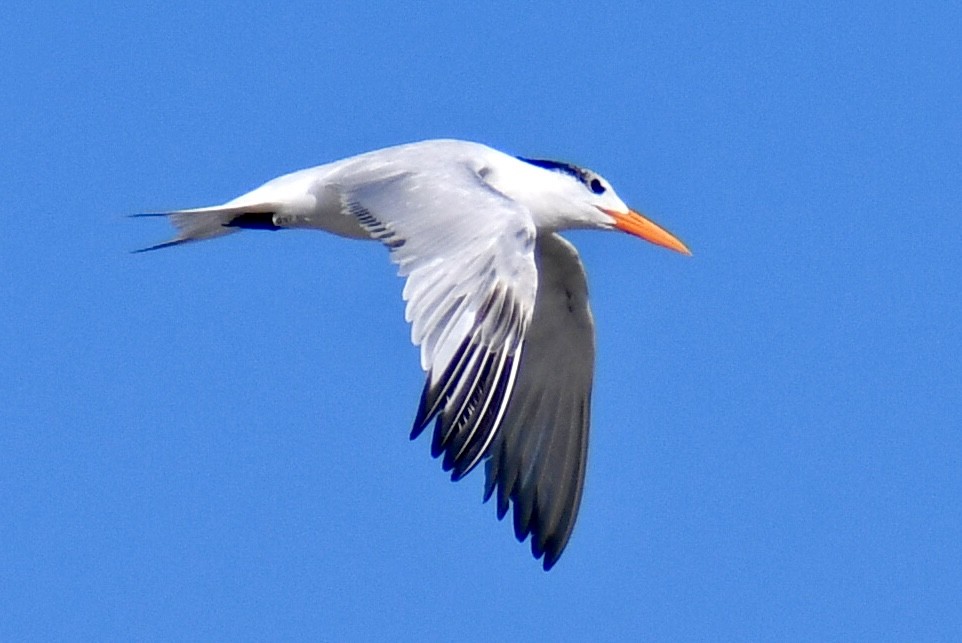 Royal Tern - ML641723692