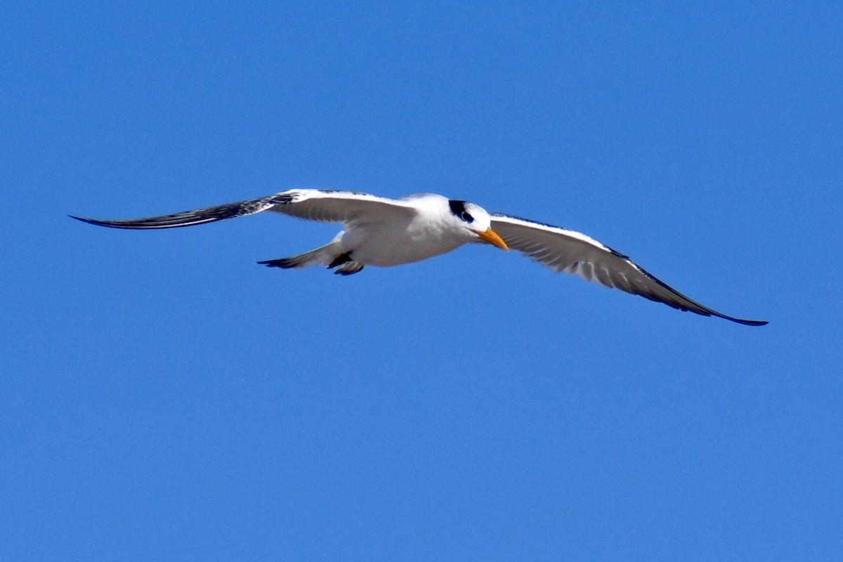 Royal Tern - ML641723693