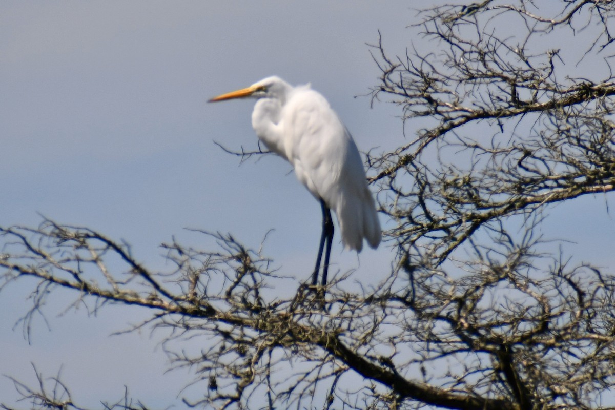 Great Egret - ML641723700