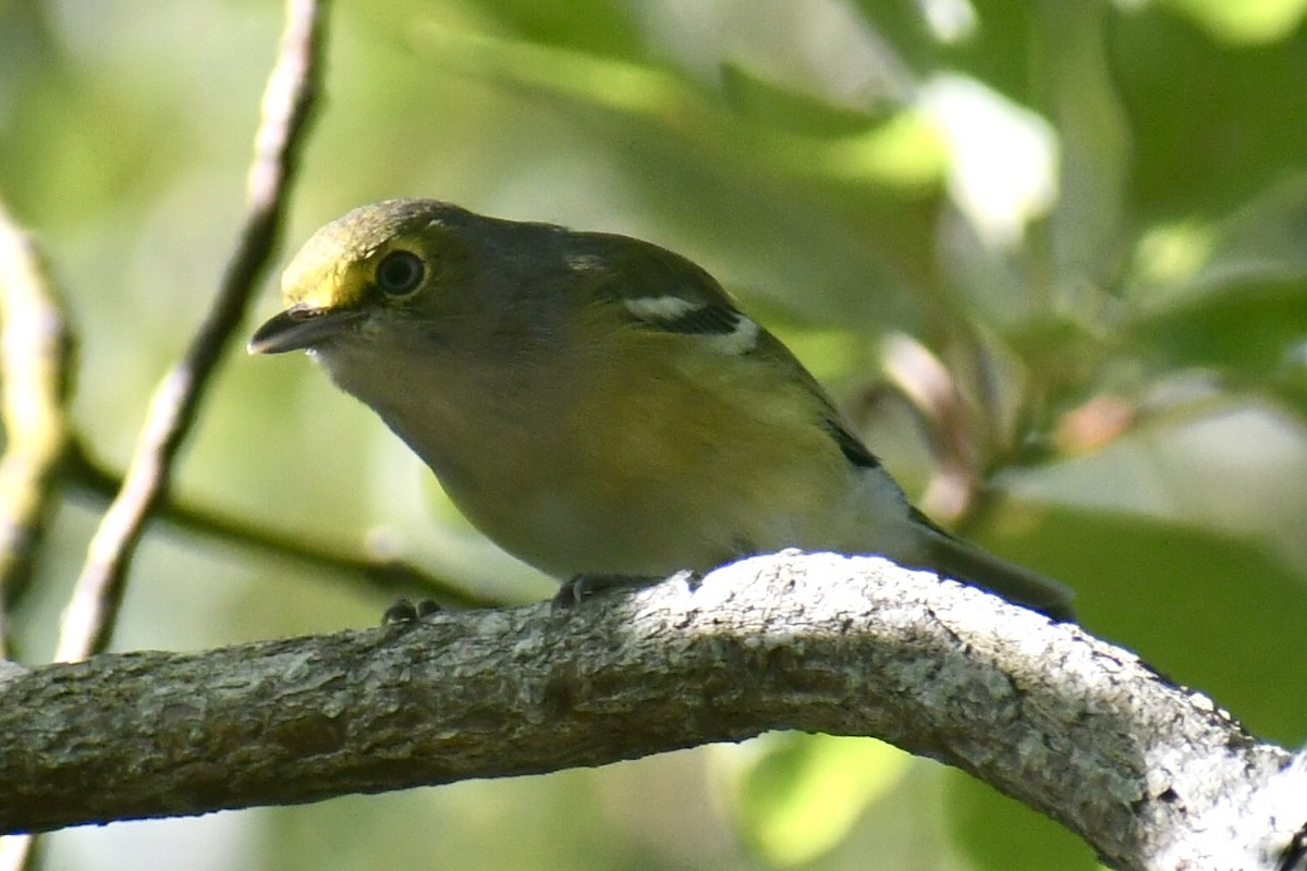 White-eyed Vireo - ML641723726