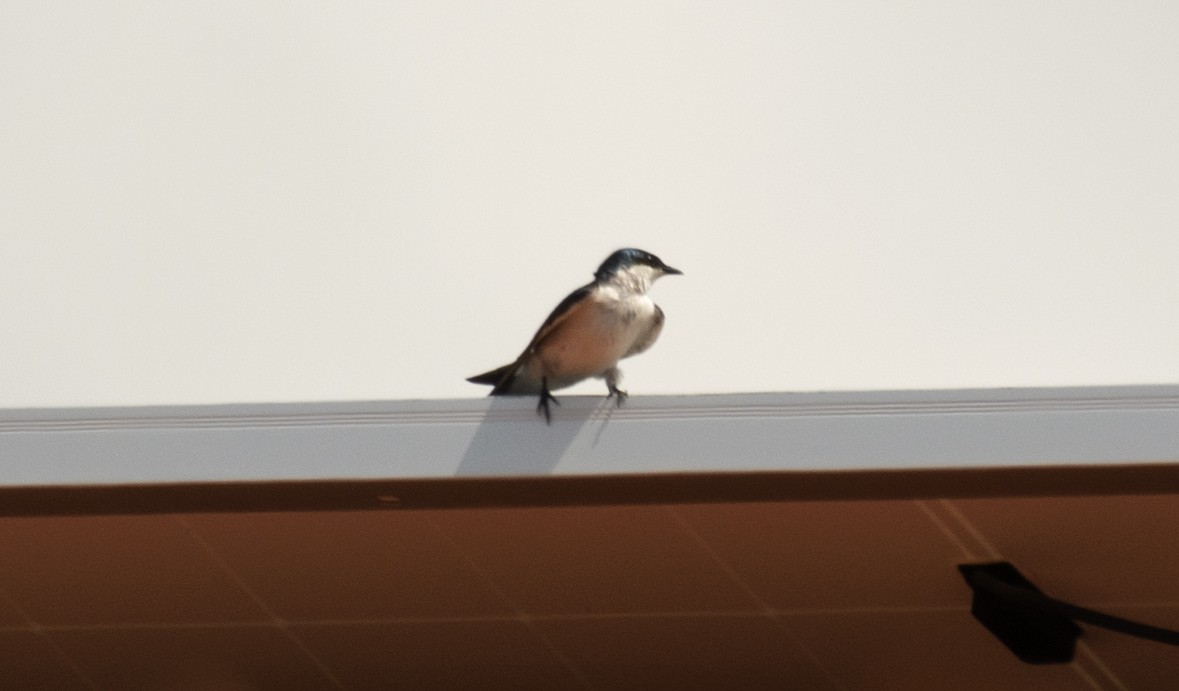 White-winged Swallow - ML641723755