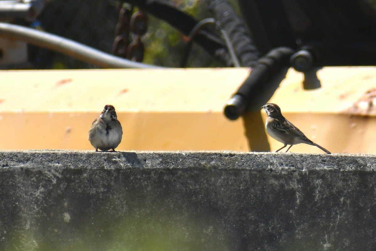 Lark Sparrow - ML641723765