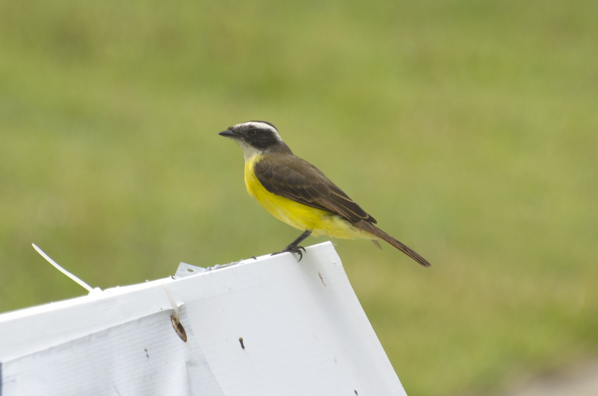 Tyran sociable (groupe similis) - ML641723767