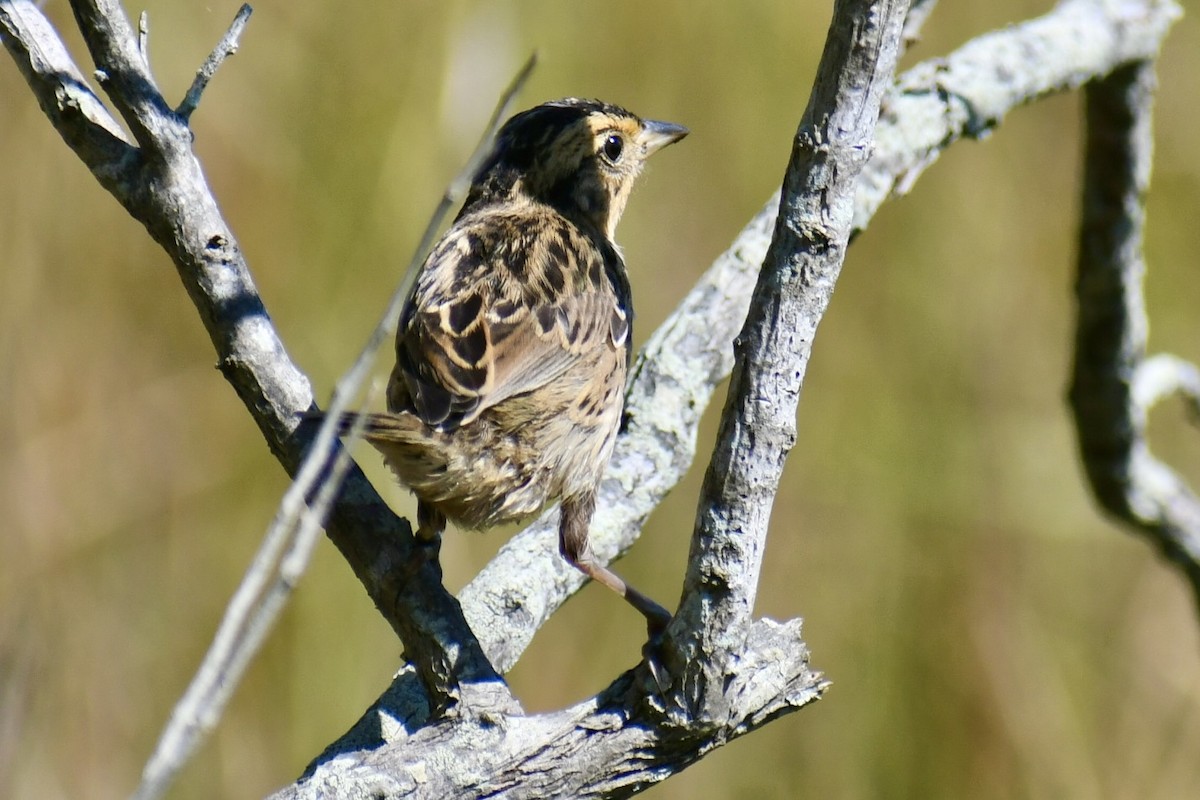 Saltmarsh Sparrow - ML641723770
