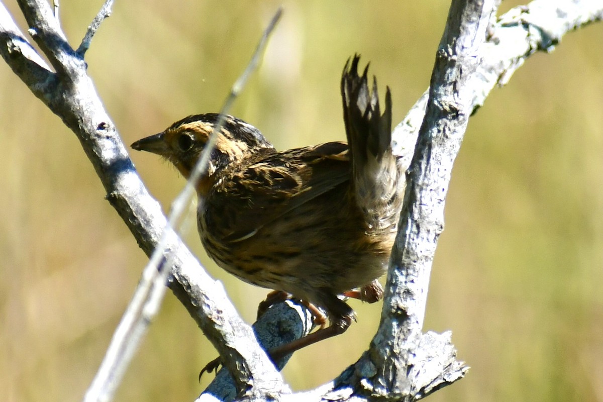 Saltmarsh Sparrow - ML641723771