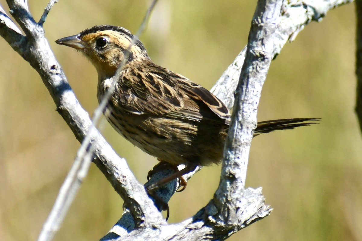 Saltmarsh Sparrow - ML641723772