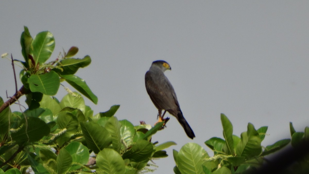 Bicolored Hawk - ML641723786