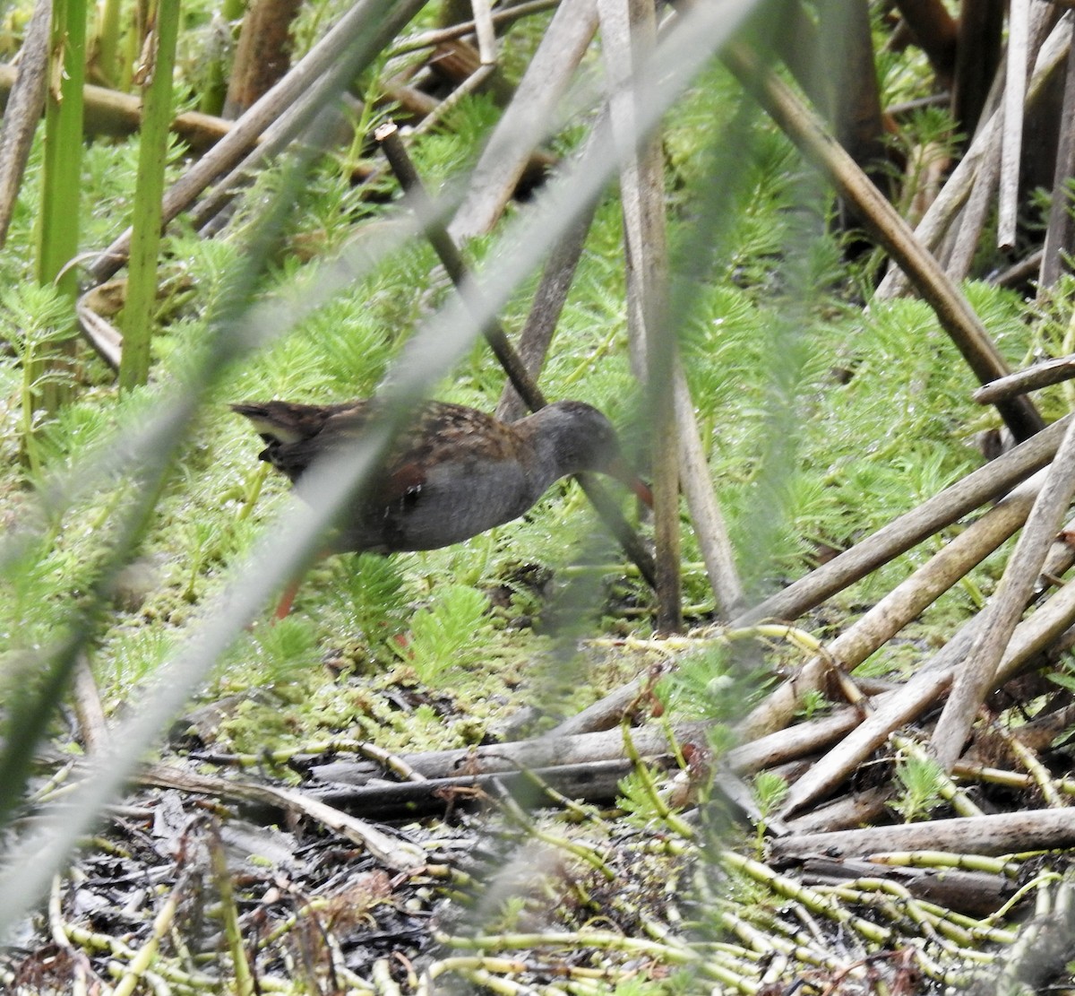 Bogota Rail - ML641723799