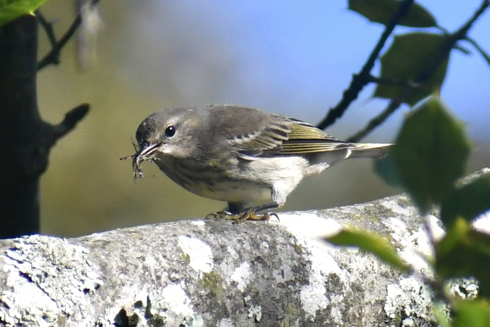 Cape May Warbler - ML641723801