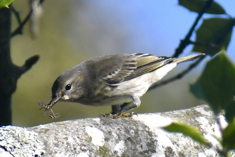 Cape May Warbler - ML641723803