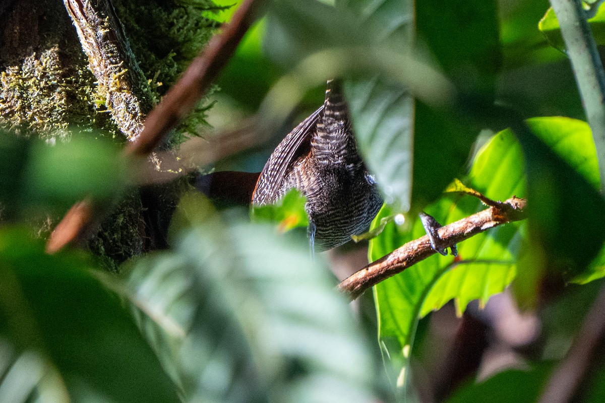 Riverside Wren - ML641723804