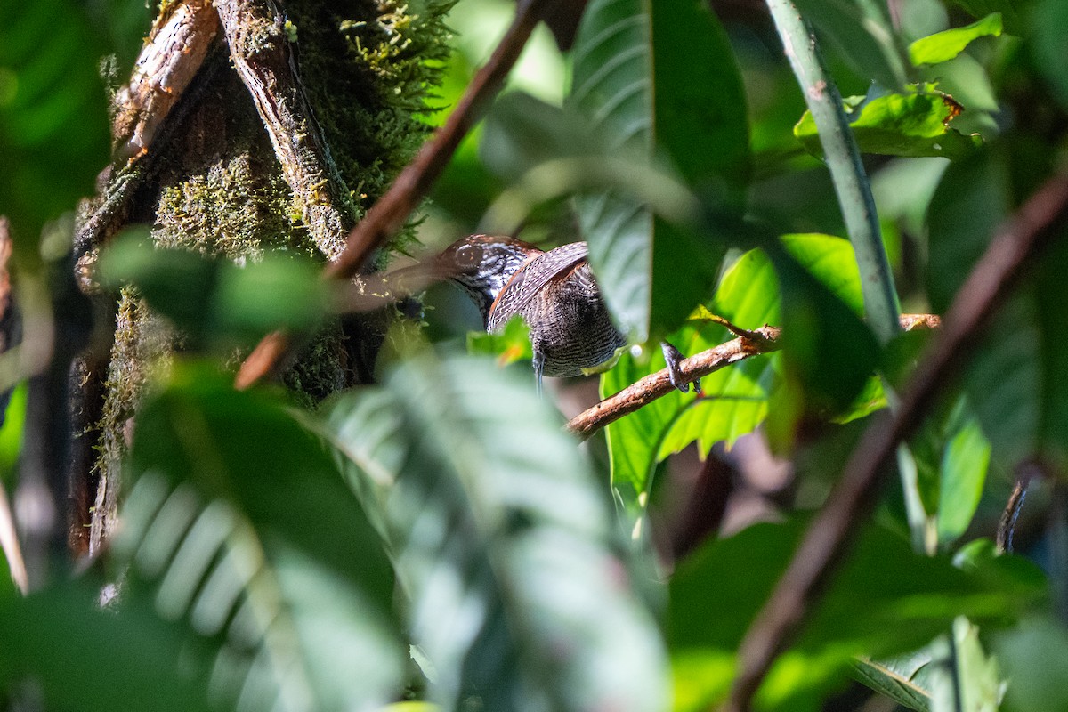 Riverside Wren - ML641723805