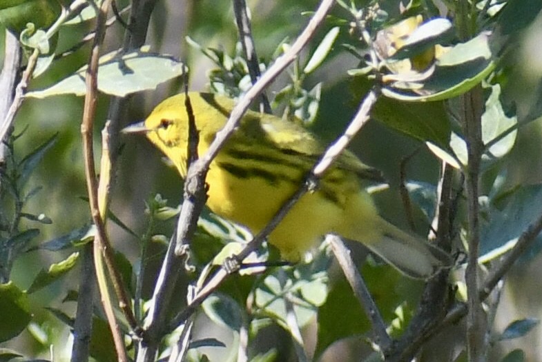 Prairie Warbler - ML641723818