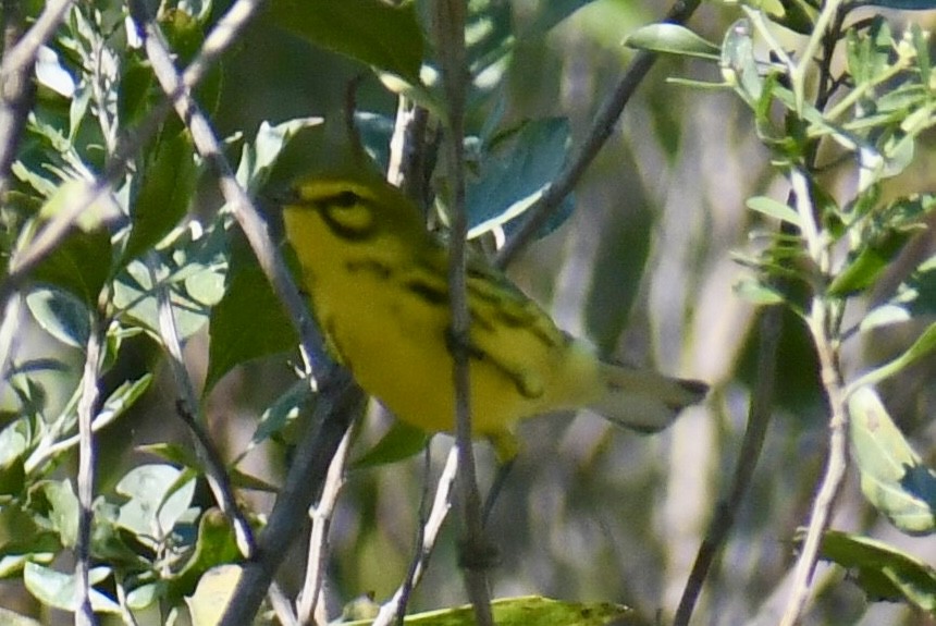 Prairie Warbler - ML641723819