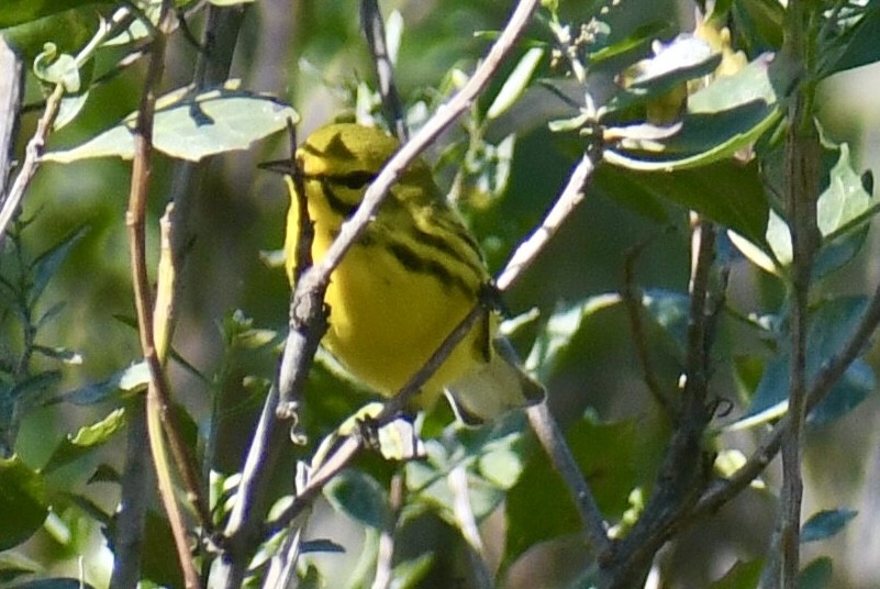 Prairie Warbler - ML641723820