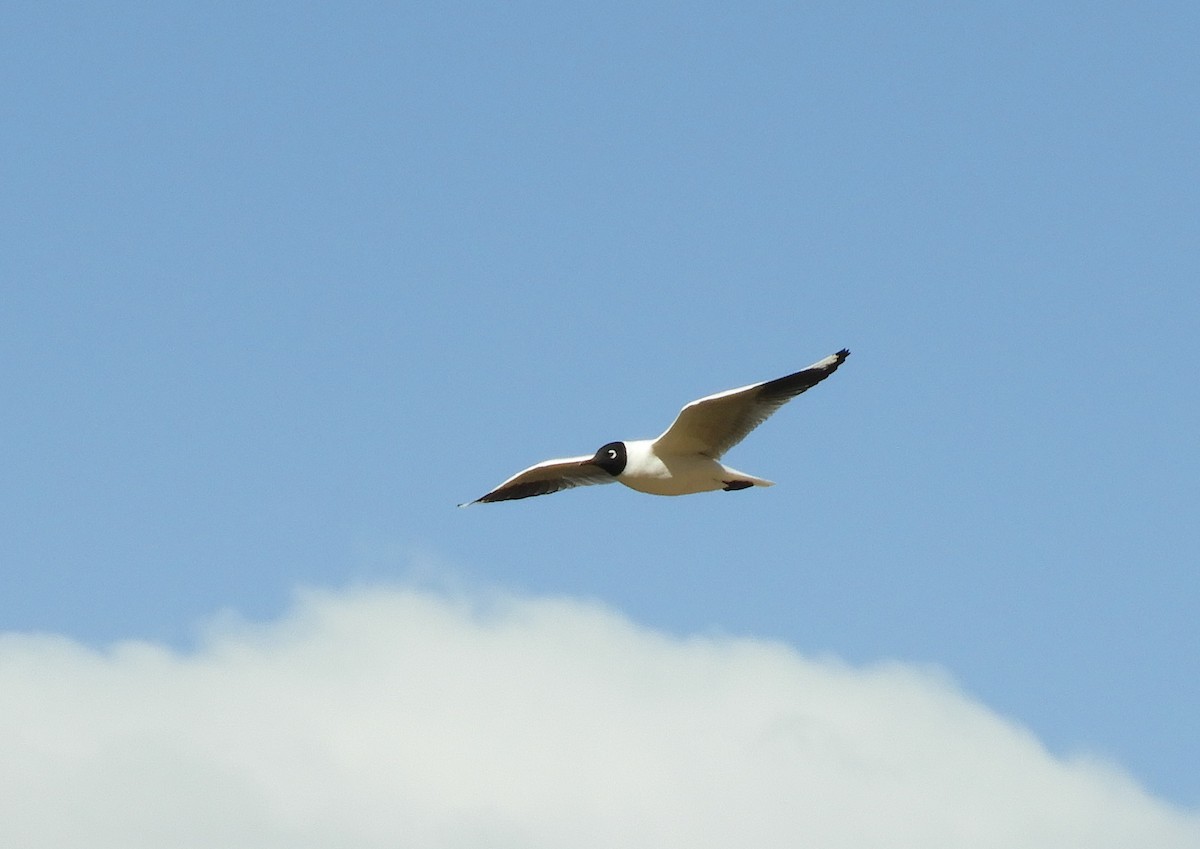 Andean Gull - ML641723822