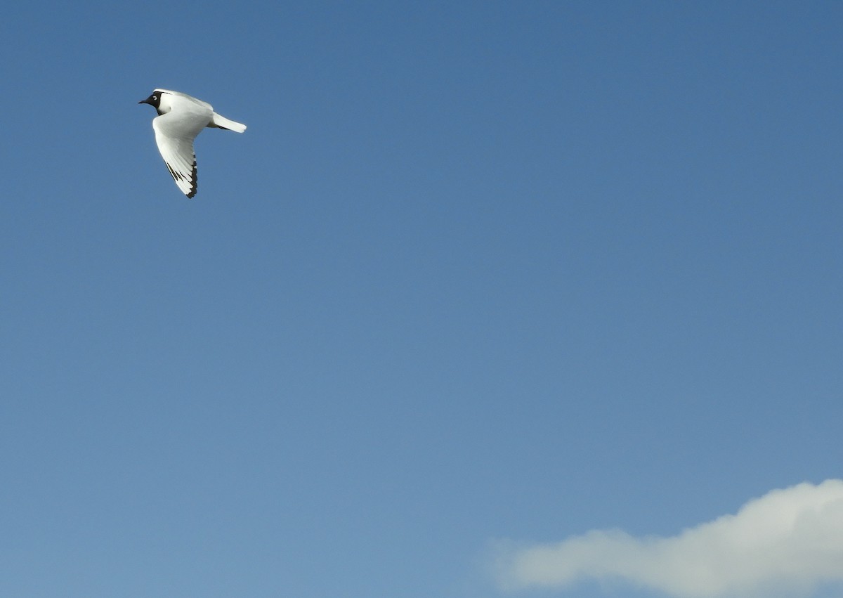 Andean Gull - ML641723823