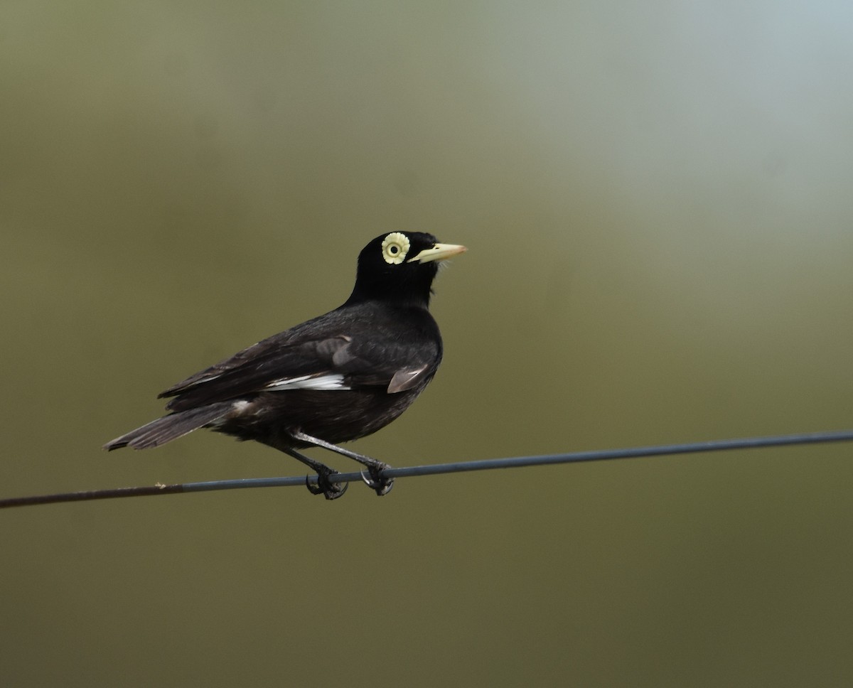 Spectacled Tyrant - ML641723863