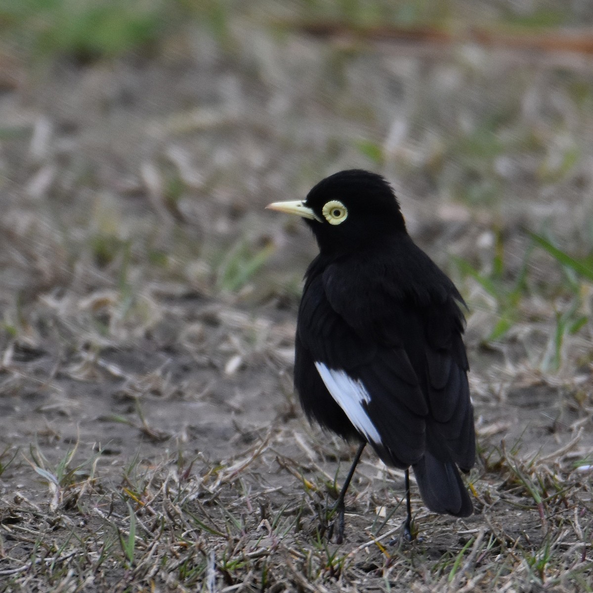 Spectacled Tyrant - ML641723868