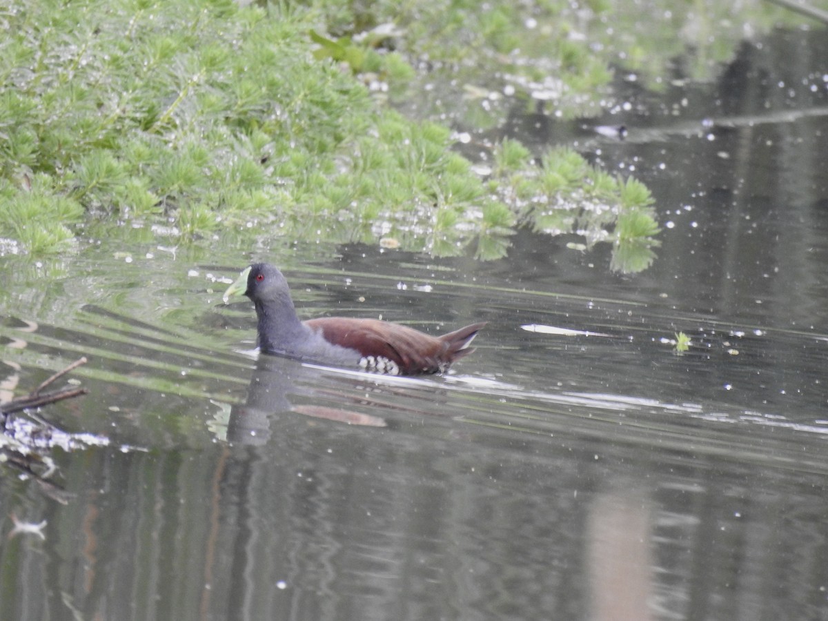 Spot-flanked Gallinule - ML641724003