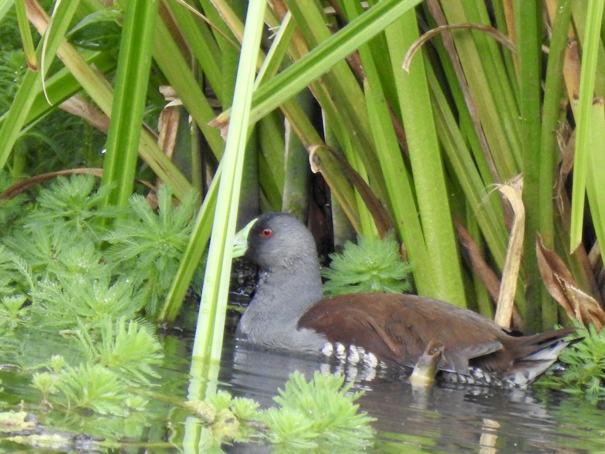 Spot-flanked Gallinule - ML641724004