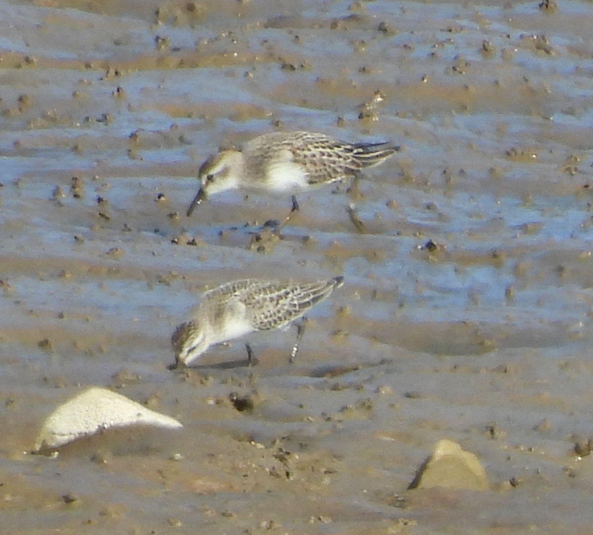 Semipalmated Sandpiper - ML641724008