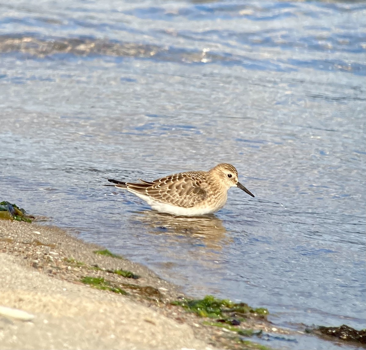 Baird's Sandpiper - ML641724026