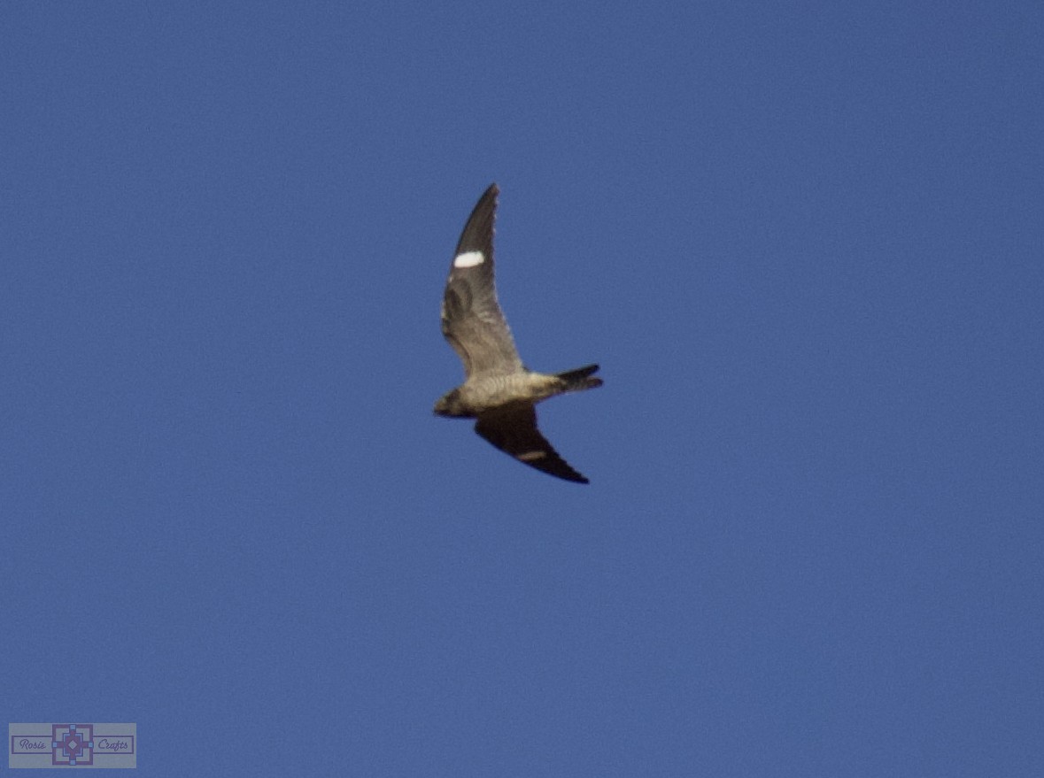Common Nighthawk - ML641724042