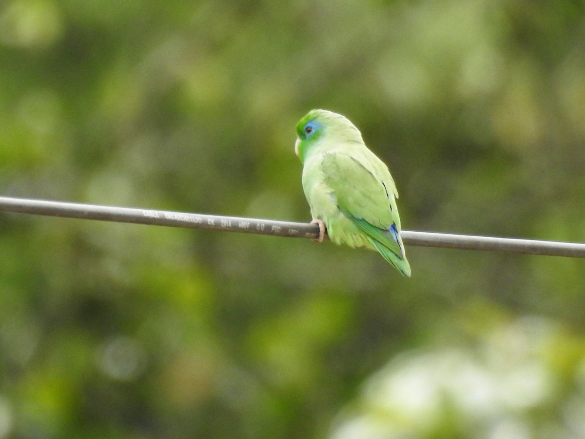 Spectacled Parrotlet - ML641724051