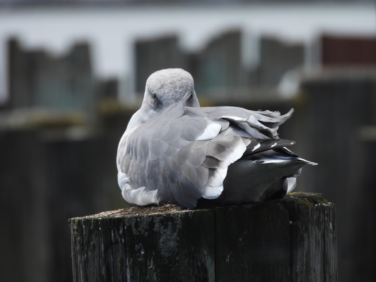 Western Gull - ML641724056