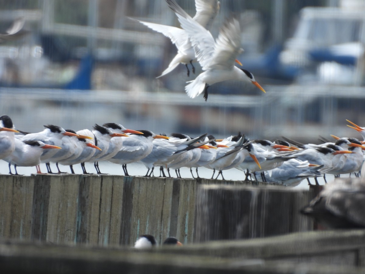 Elegant Tern - ML641724062