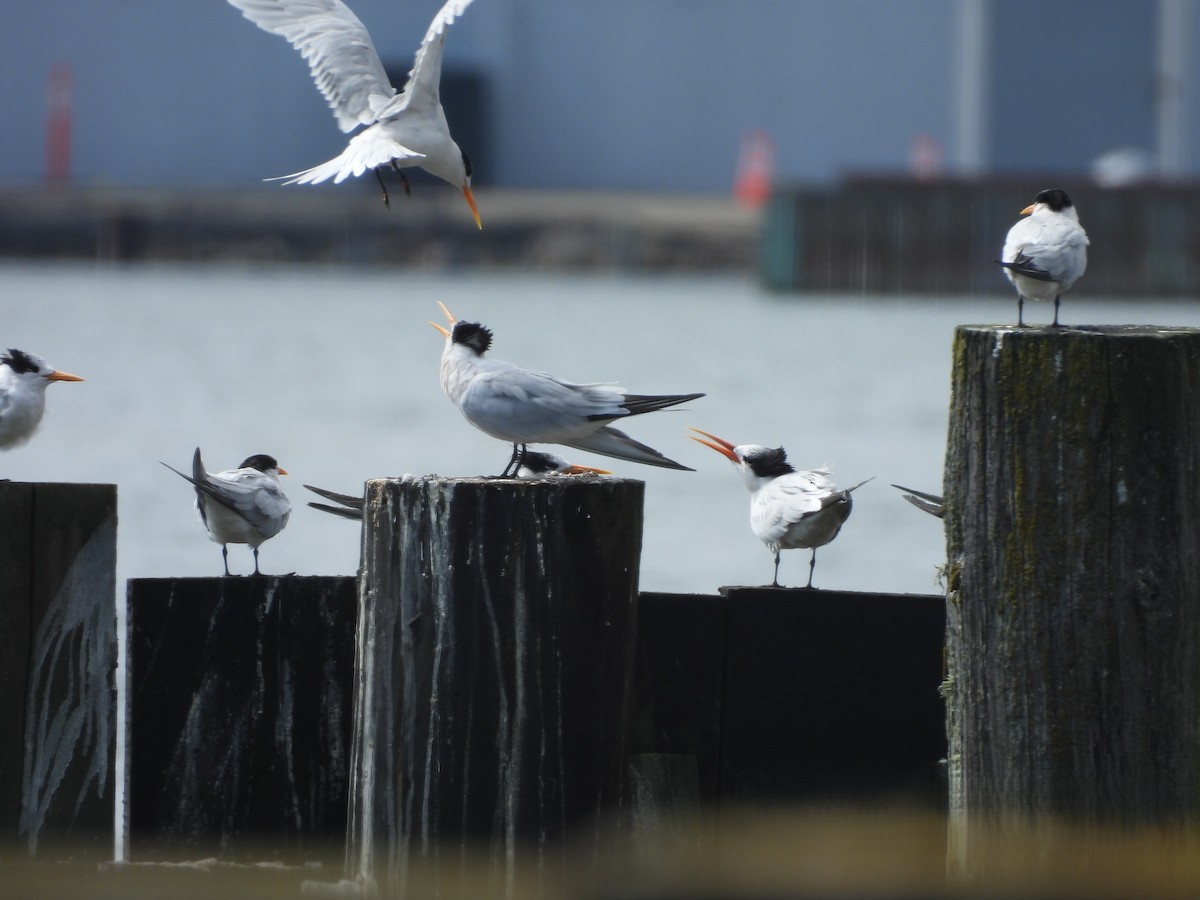 Elegant Tern - ML641724072