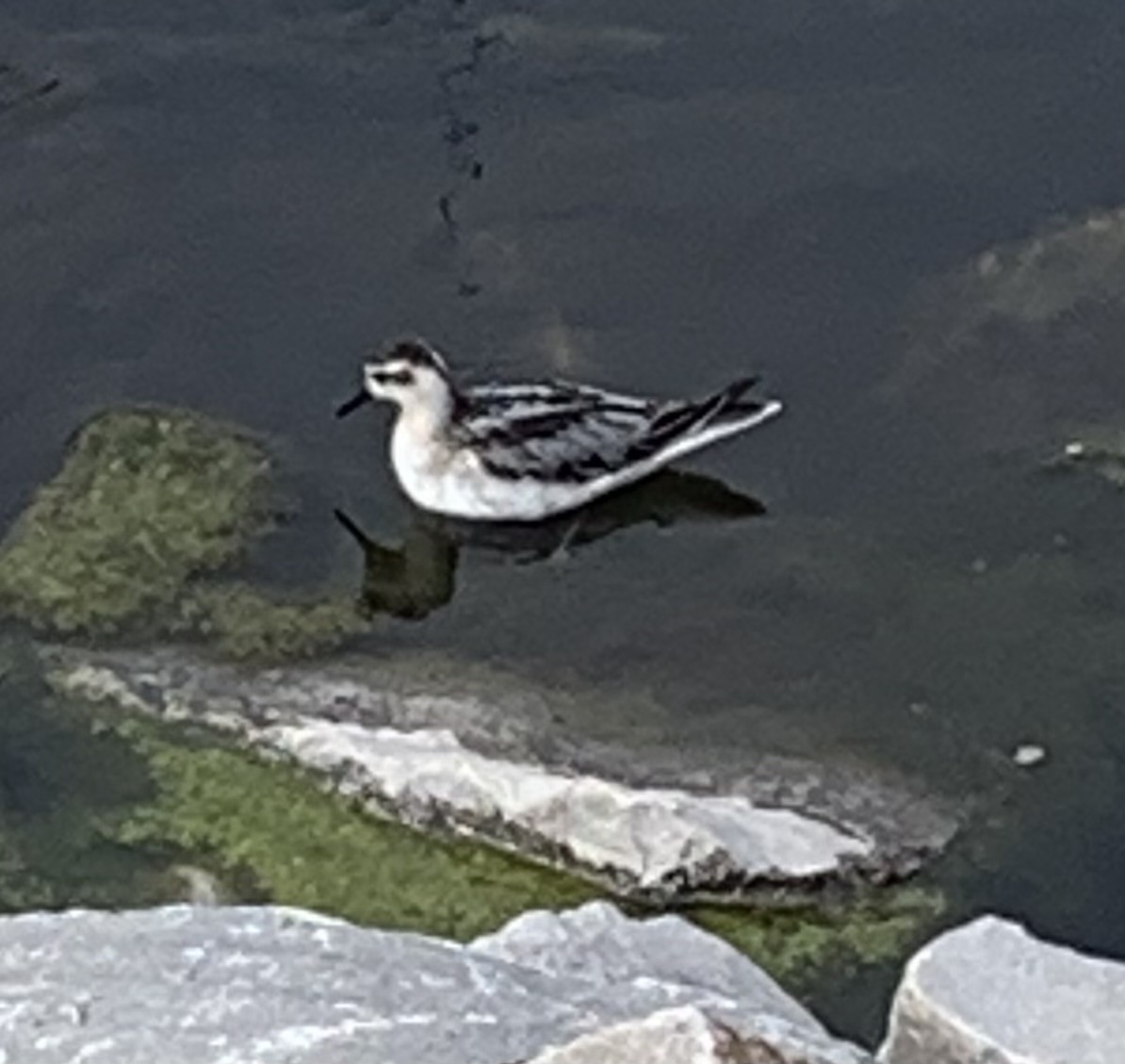 Red Phalarope - ML641724124