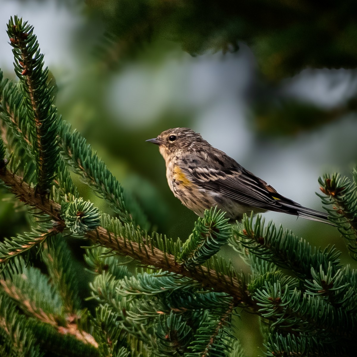 Yellow-rumped Warbler - ML641724138