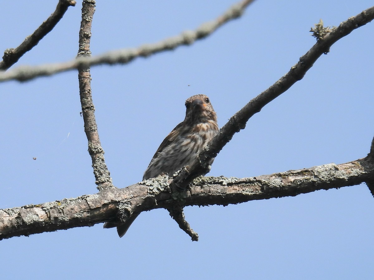 Purple Finch - ML641724171