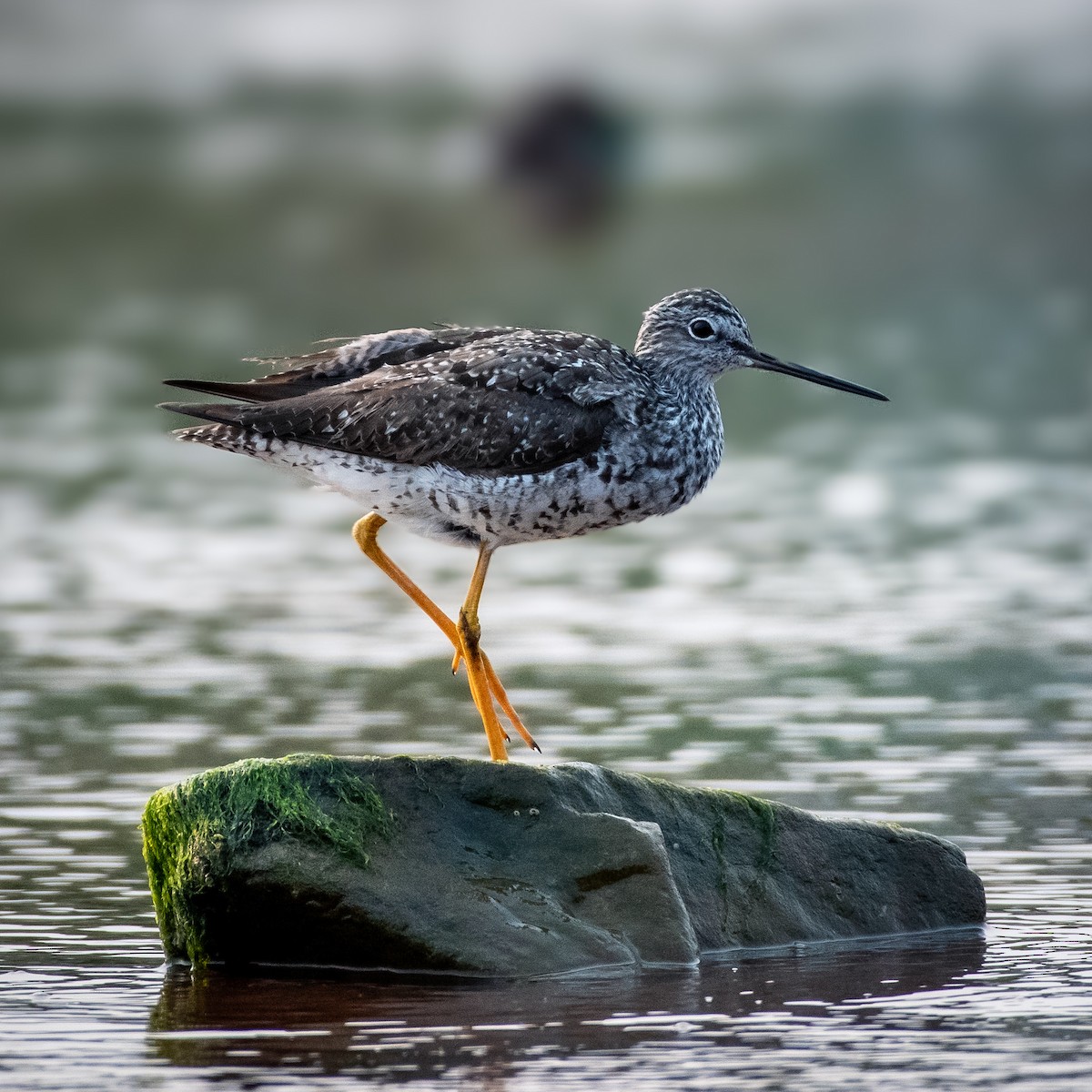 Greater Yellowlegs - ML641724174