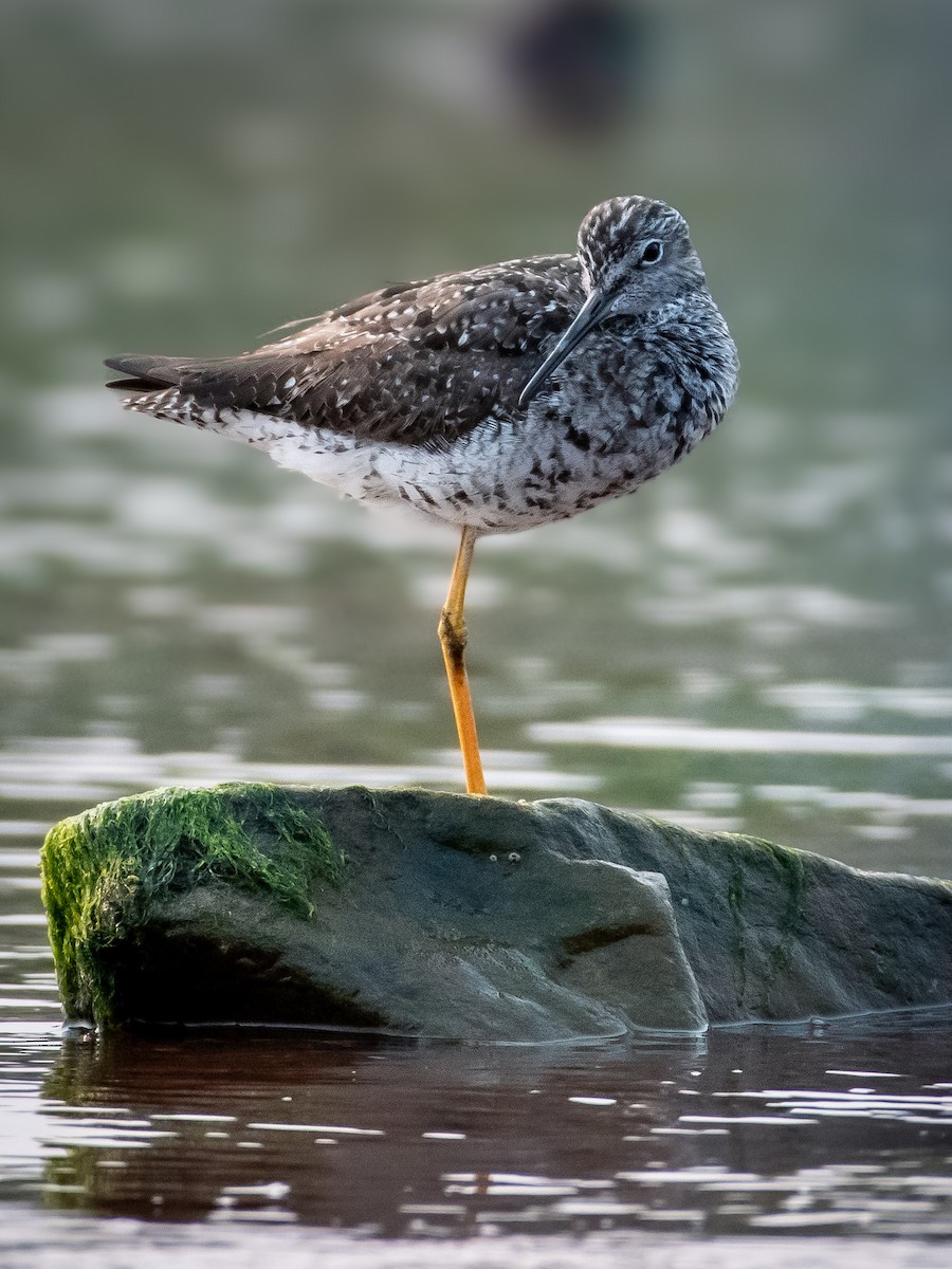 Greater Yellowlegs - ML641724175