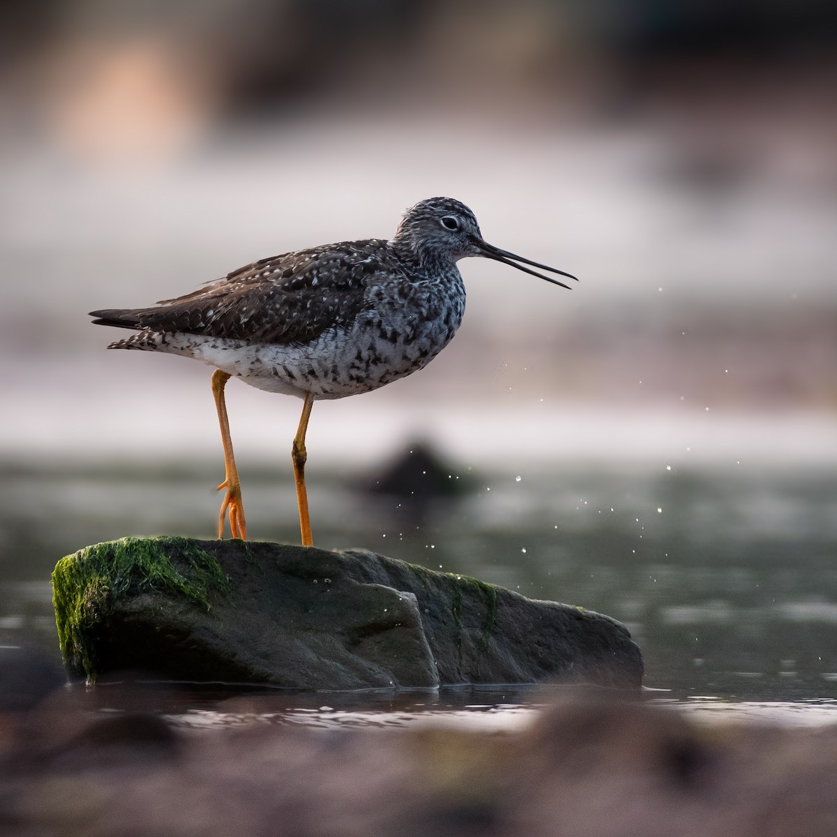 Greater Yellowlegs - ML641724176