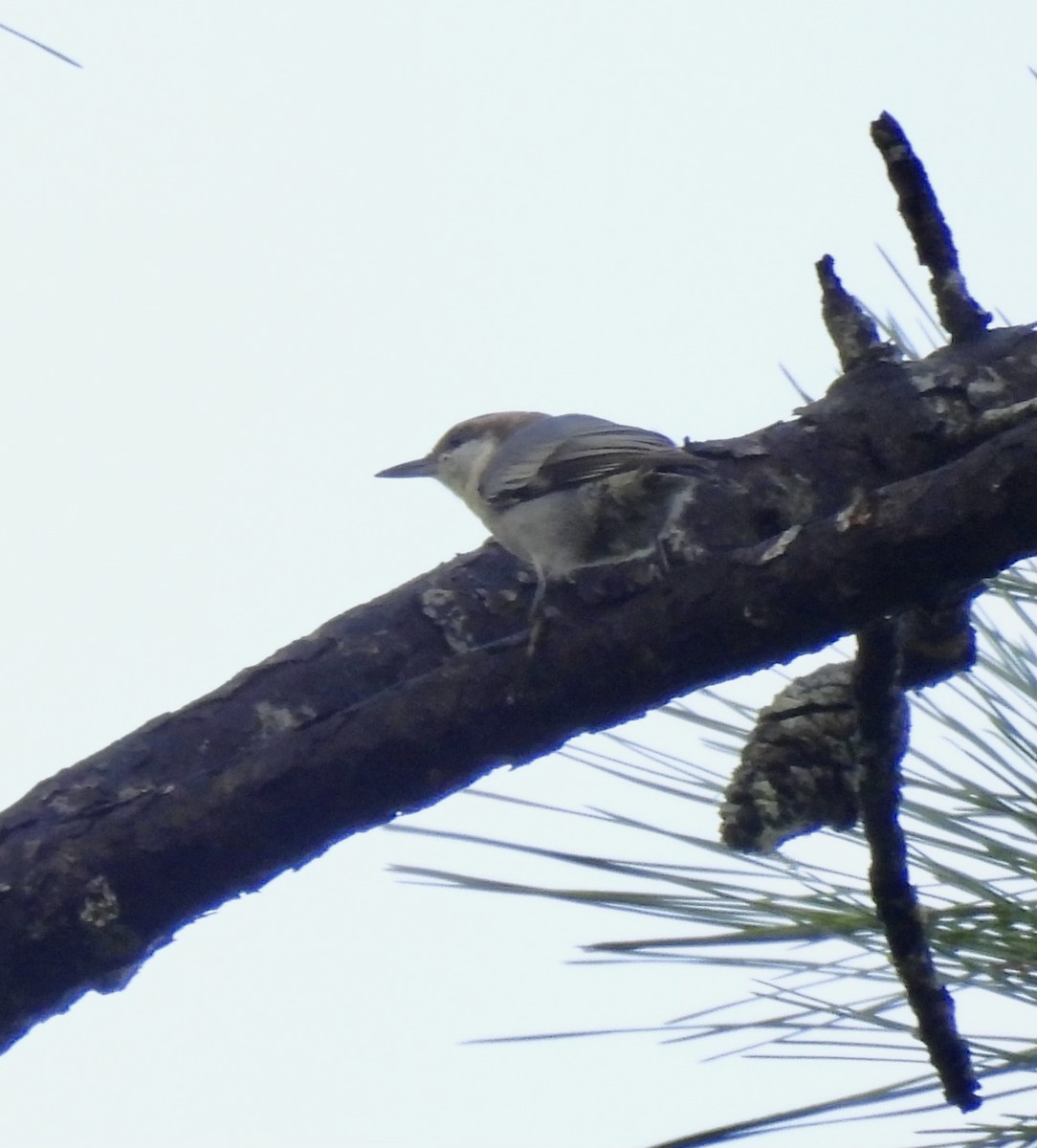 Brown-headed Nuthatch - ML641724220