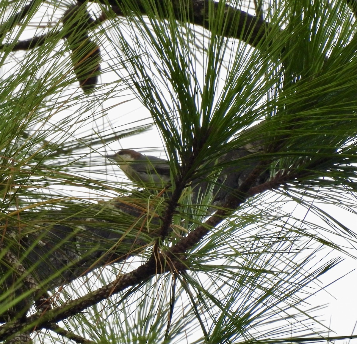 Brown-headed Nuthatch - ML641724221
