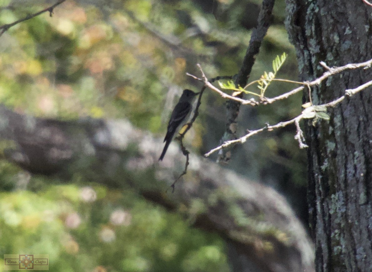 Eastern Wood-Pewee - ML641724230