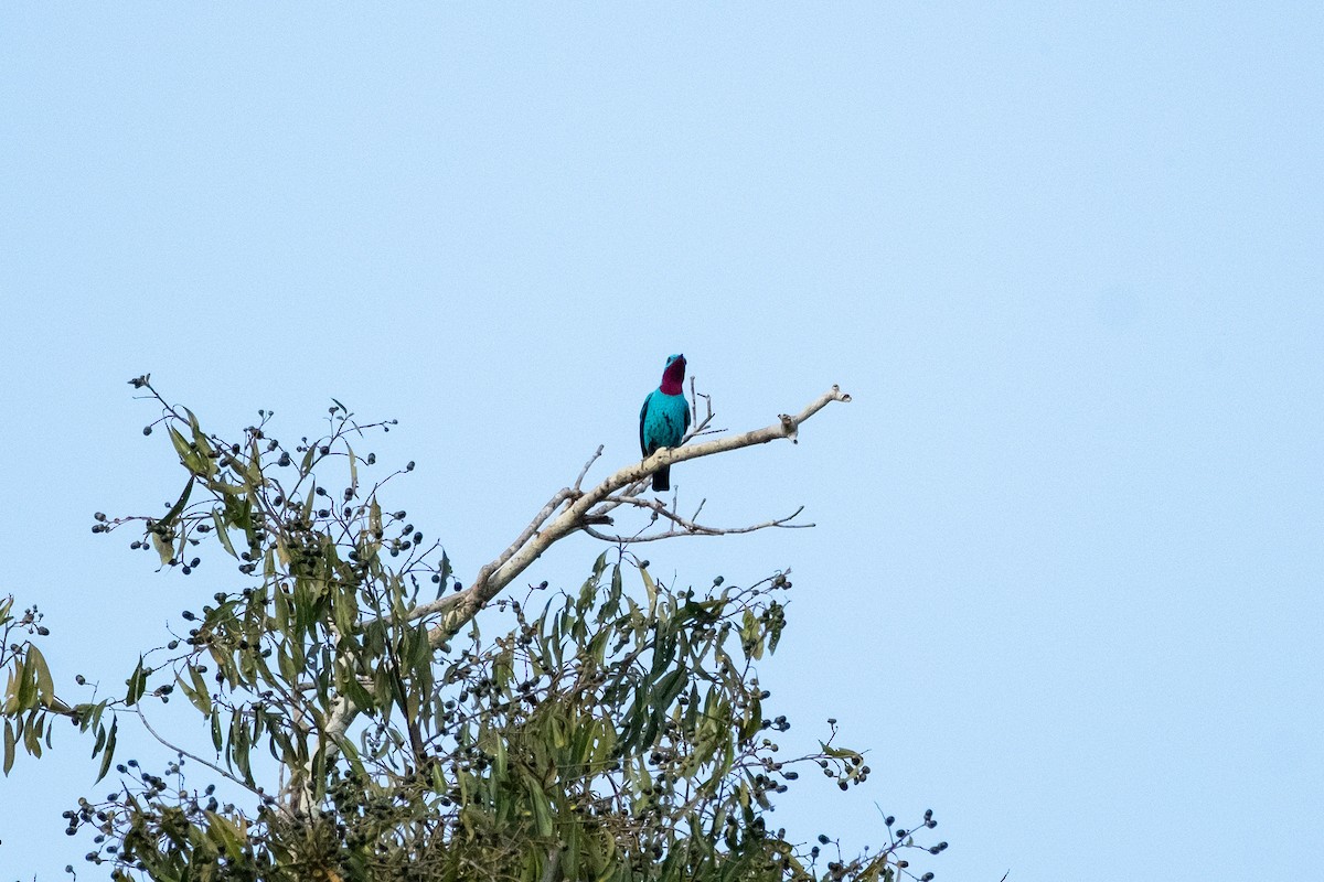 Spangled Cotinga - ML641724256