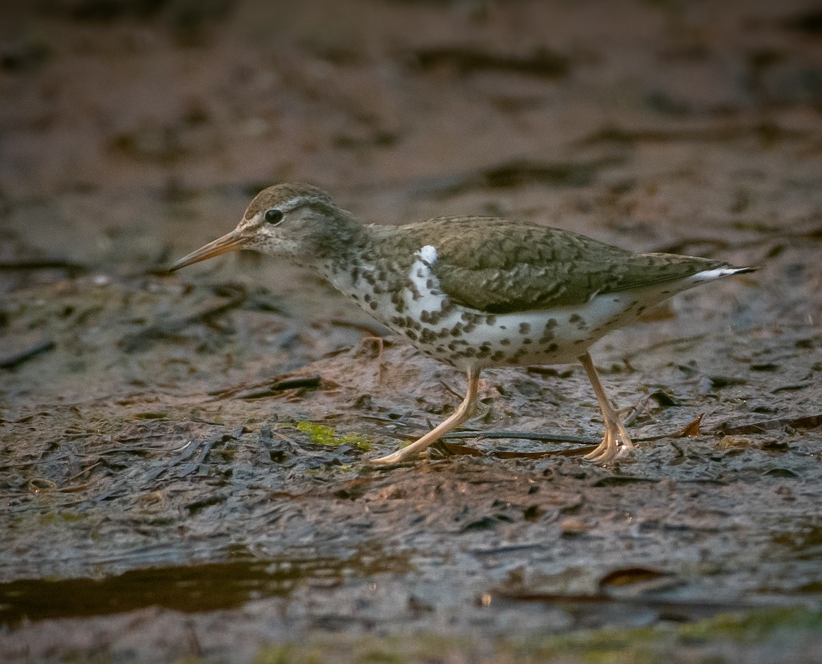 Spotted Sandpiper - ML641724268