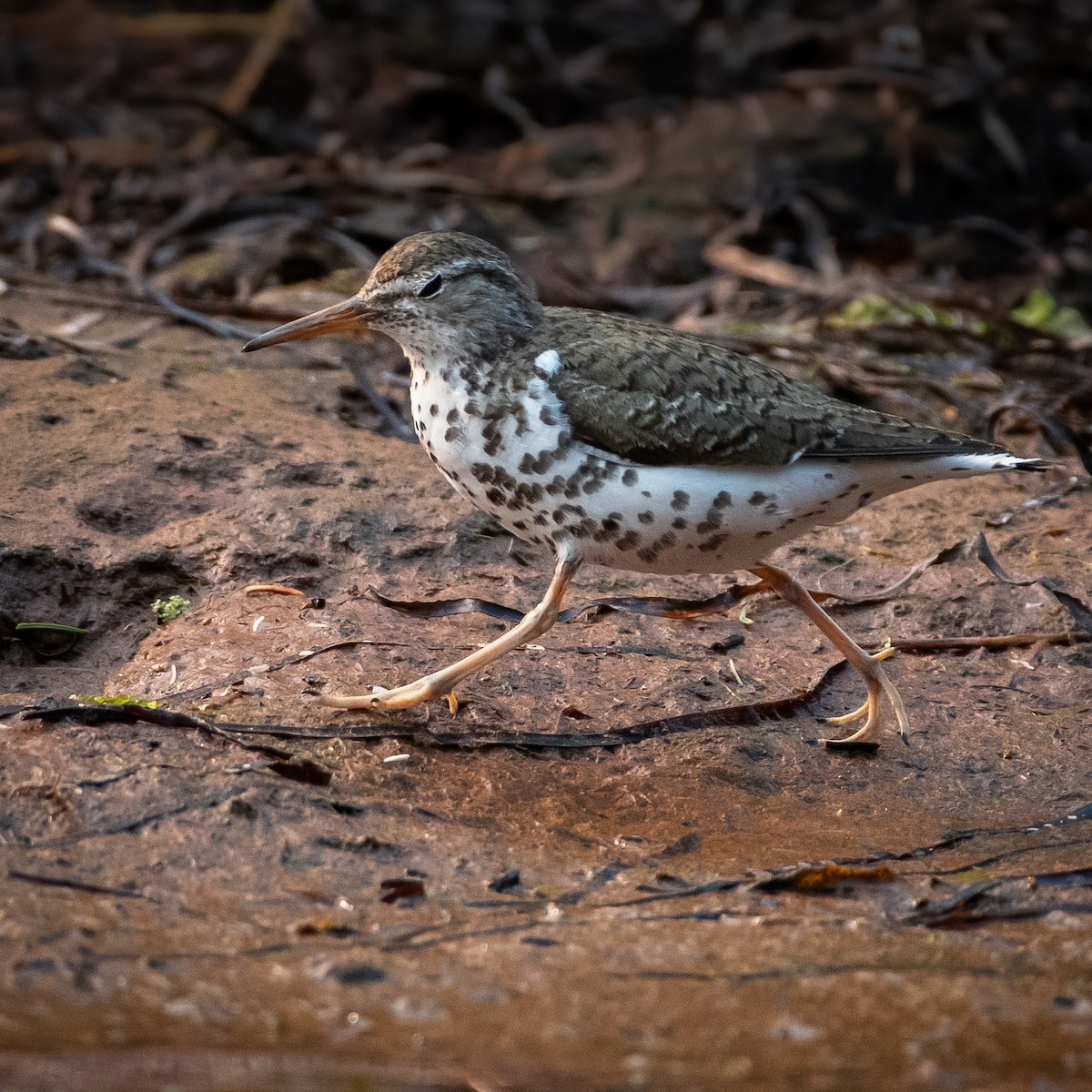 Spotted Sandpiper - ML641724269