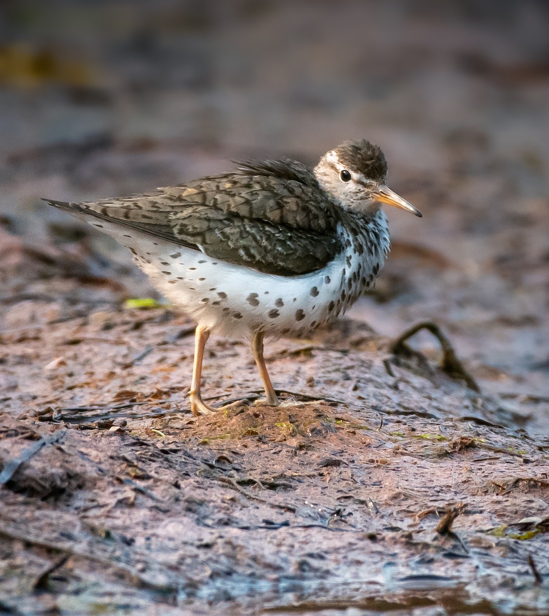 Spotted Sandpiper - ML641724270