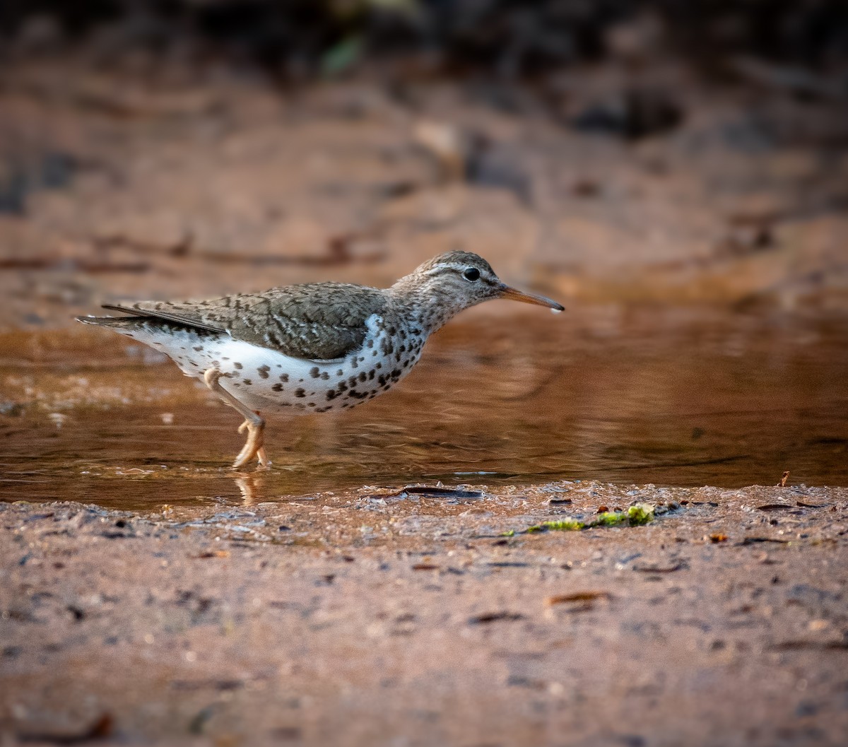 Spotted Sandpiper - ML641724271