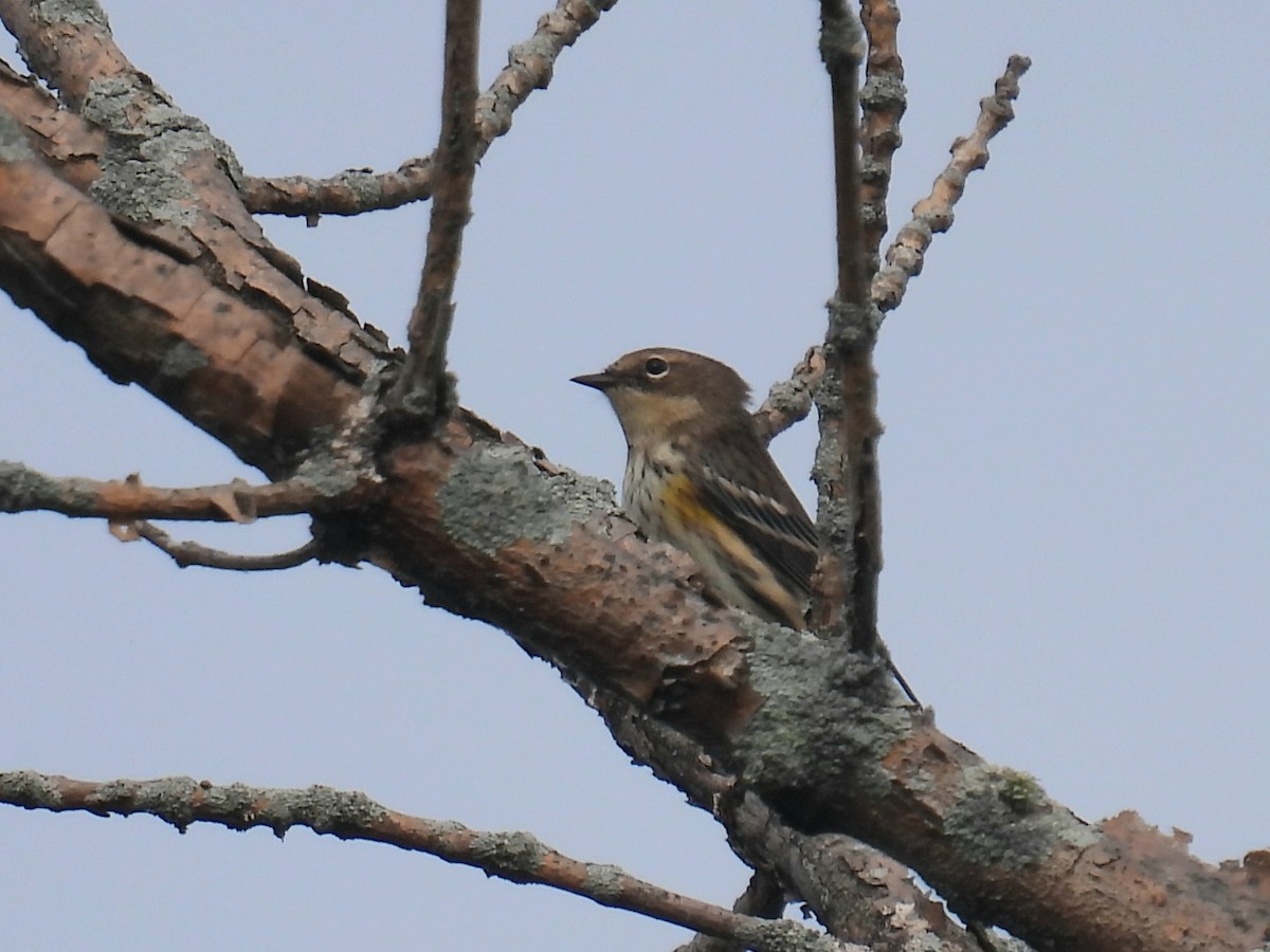 Yellow-rumped Warbler - ML641724294