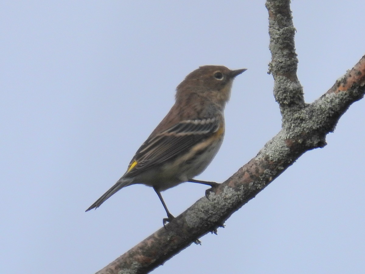 Yellow-rumped Warbler - ML641724295