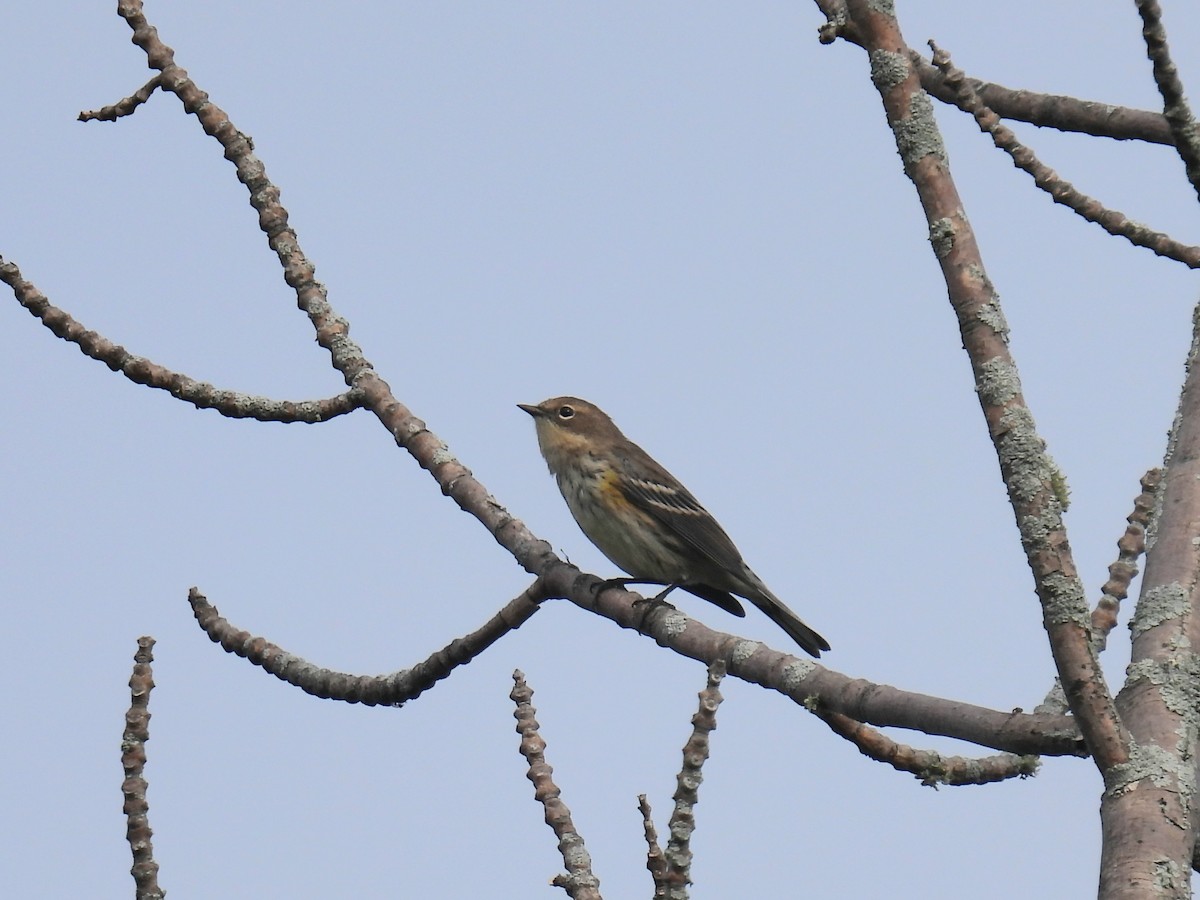 Yellow-rumped Warbler - ML641724296